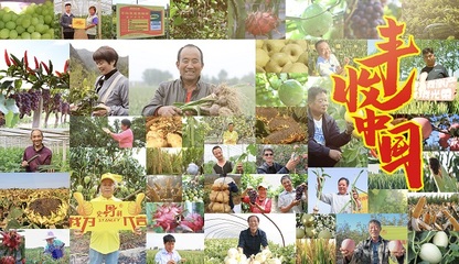 “中国农民丰收节”史丹利与您共庆丰收喜悦